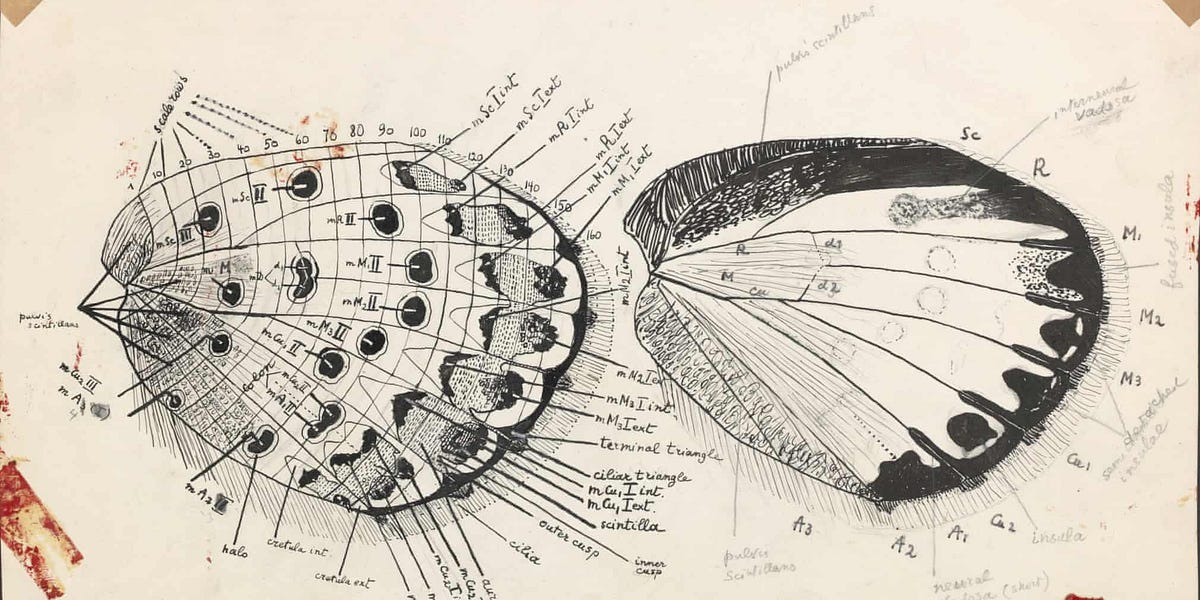 dibujo de mariposa volando lejos