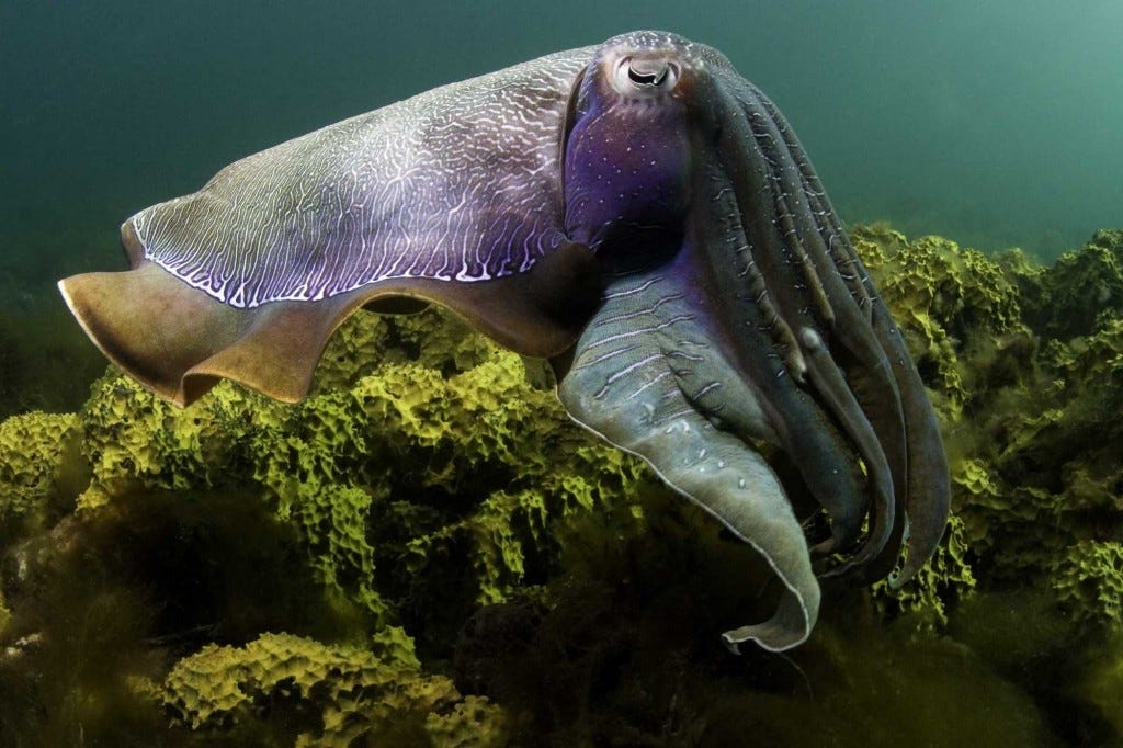 Under the Sea inside