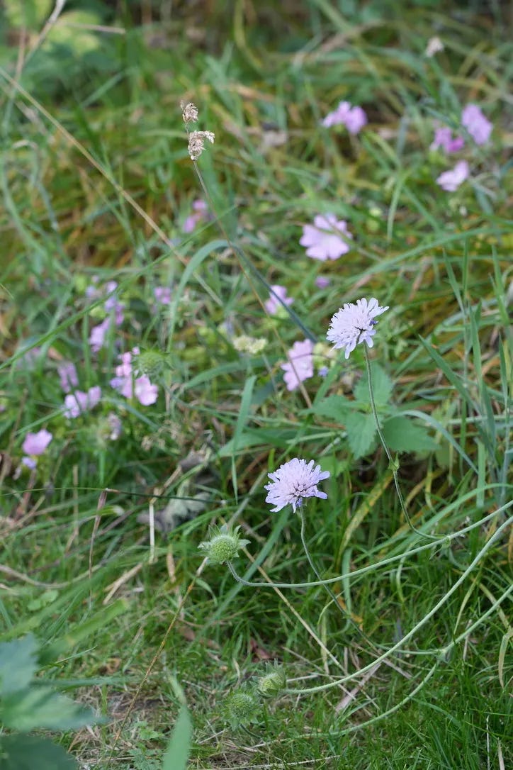 Knautia arvensis | field scabious with musk mallow, Malva moschata Knautia arvensis | field scabious with musk mallow, Malva moschata