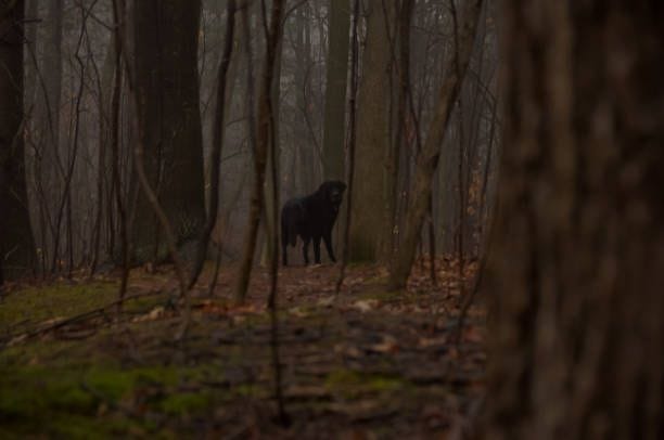 A black lab looking back in a foggy Forest A black lab looking back at the camera in a foggy dark Forest wet-black-lab stock pictures, royalty-free photos & images A black lab looking back in a foggy Forest A black lab looking back at the camera in a foggy dark Forest wet-black-lab stock pictures, royalty-free photos & images