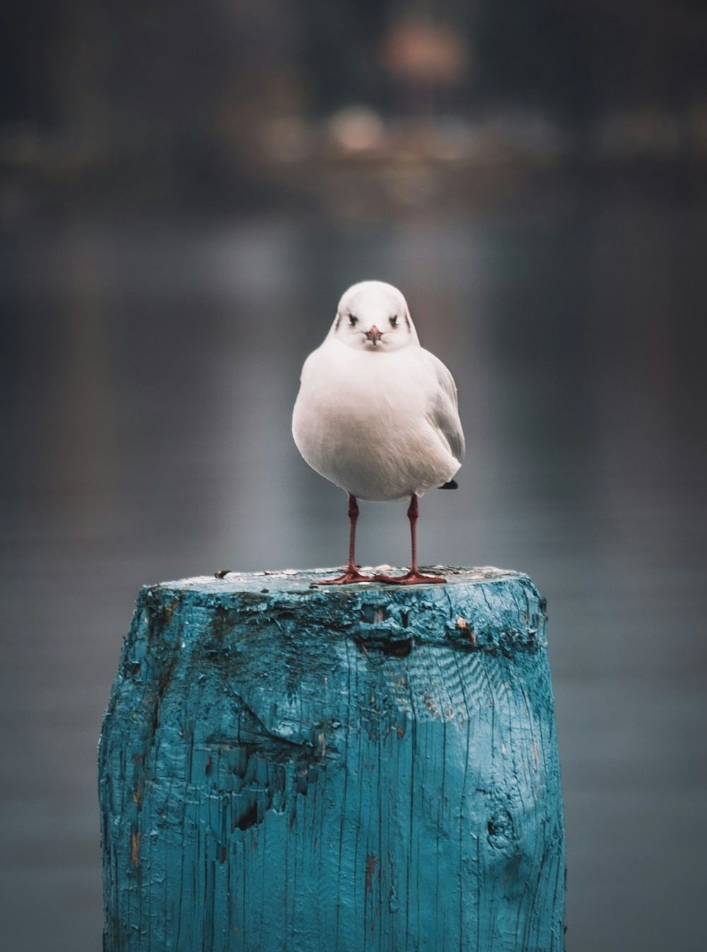 white bird white bird