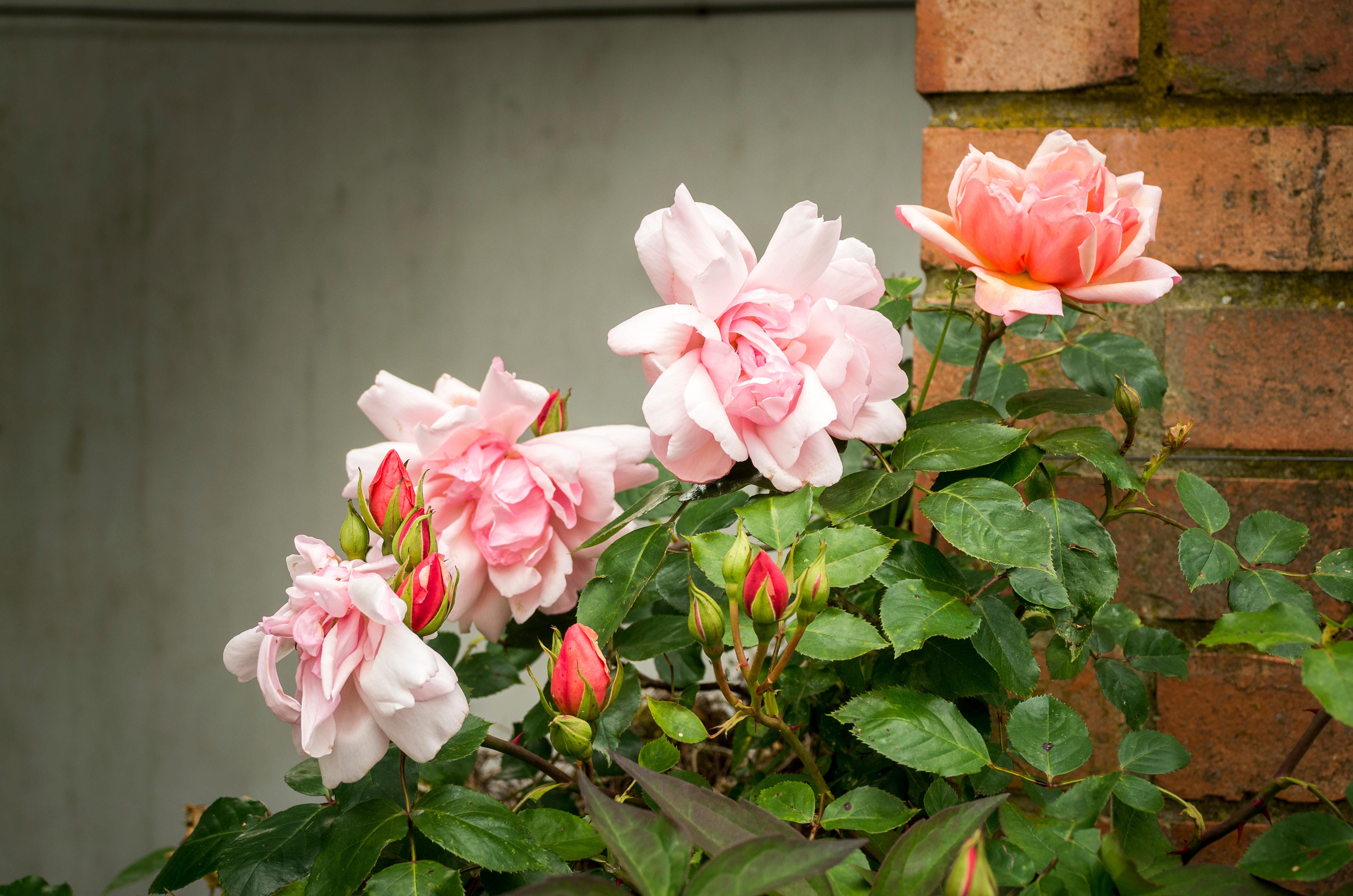 境域に咲く花：レベッカ・ソルニット最新刊『オーウェルの薔薇』を読む
