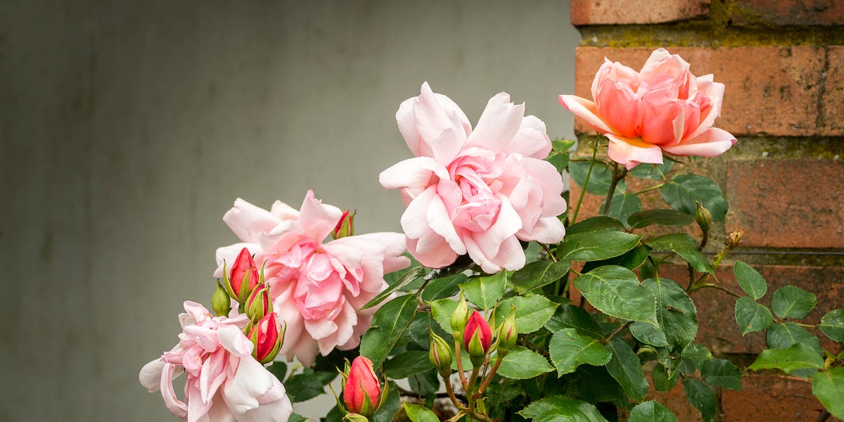 文学作品 20種類 バラ販売可 文学作品 バラ販売可 20種類 バラ園