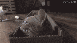 For animated GIFs
