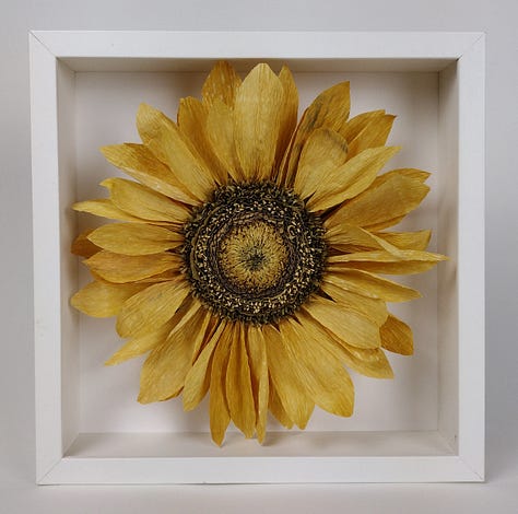 Image one: a paper Daisy, around 7” diameter, the yellow centre coloured with turmeric. Image 2: stems of Poppy and flax set in a small wooden wooden pebble; image 3, a paper sunflower with vivid gold petals and a detailed centre, all coloured with onion skin.