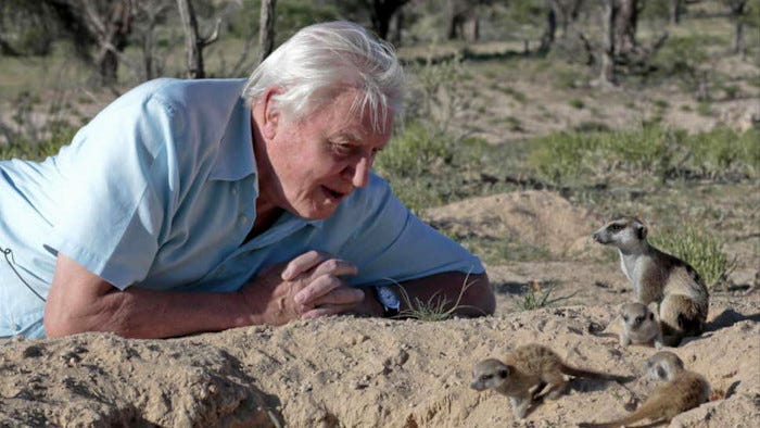 David Attenborough: nature's great communicator David Attenborough: nature's great communicator