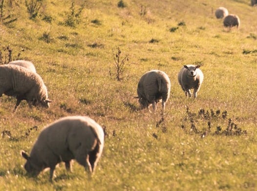 herd of sheep on green grass field during daytime herd of sheep on green grass field during daytime