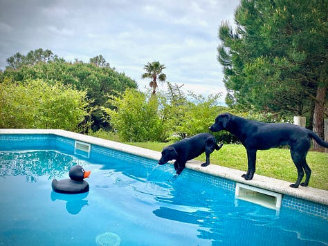Labradors