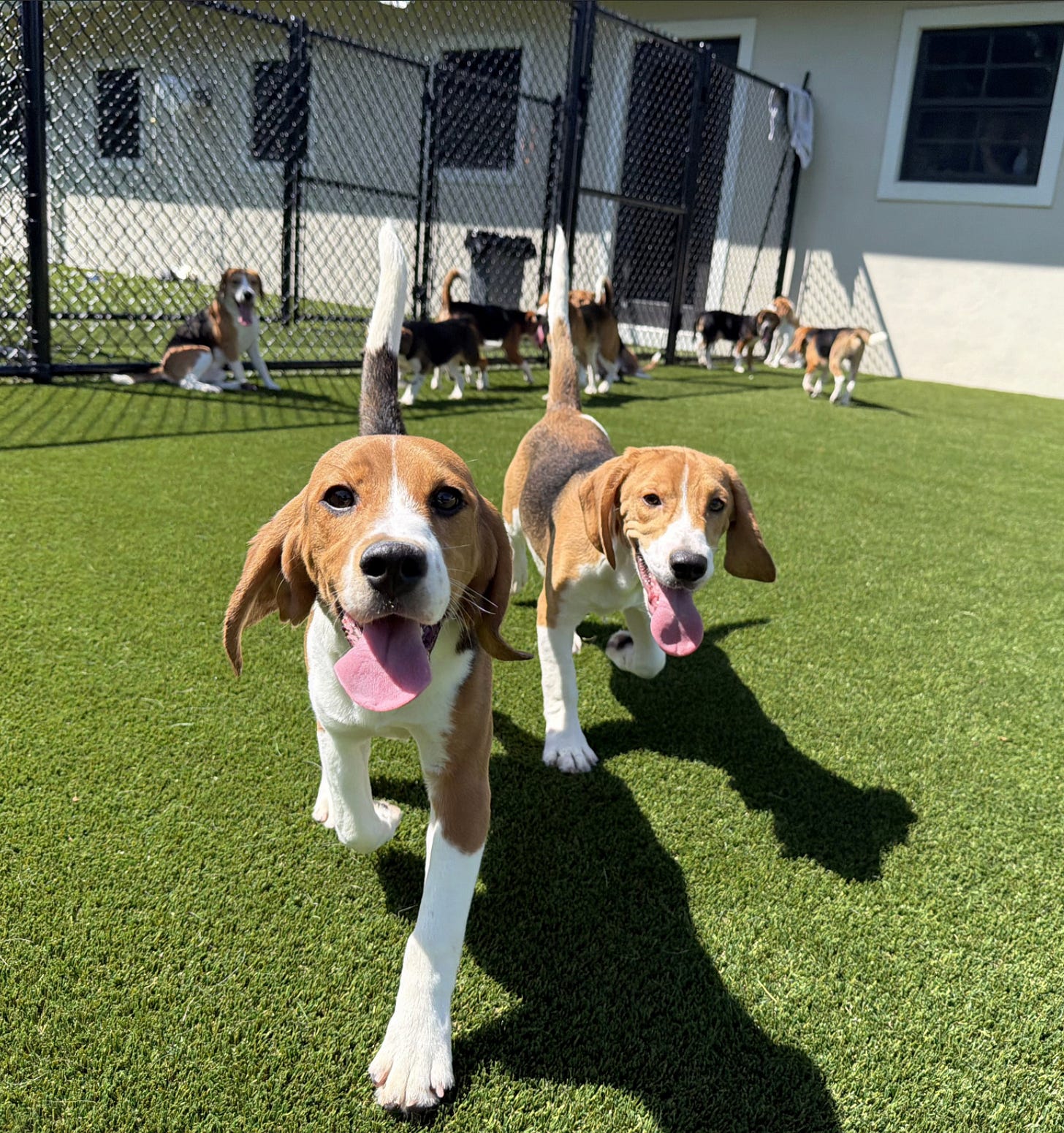 Claude responded: Two happy beagles run toward the camera with tongues out as more beagles play in a sunny fenced rescue yard.Two happy beagles run toward the camera with tongues out as more beagles play in a sunny fenced rescue yard. 