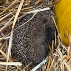 13 modi per aiutare i ricci