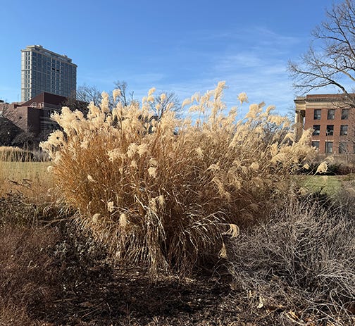 Flowering ornamental grass seed heads outside university library building Flowering ornamental grass seed heads outside university library building