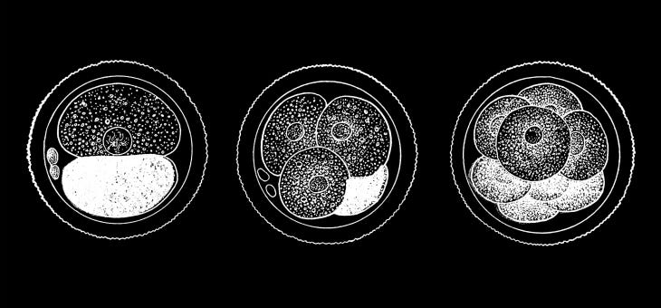 Antique, engraved illustration of human ovum