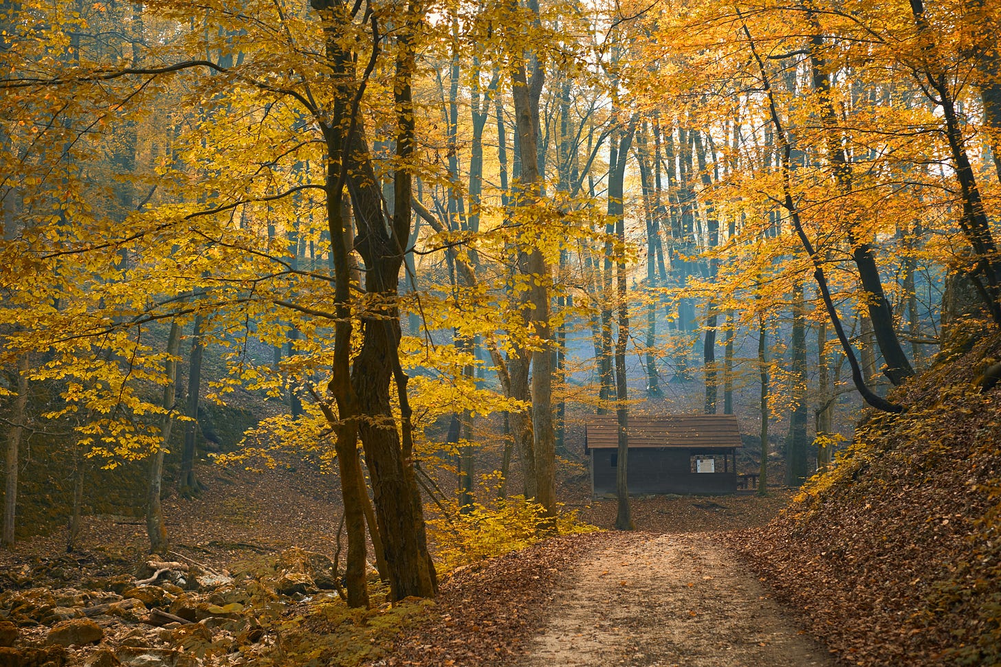 Autumn forest trail leading to a small wooden cabin surrounded by tall trees with golden leaves, sunlight filtering through the branches in a misty, peaceful atmosphere.