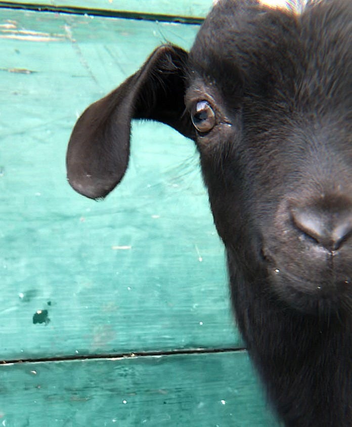 Baby Moo