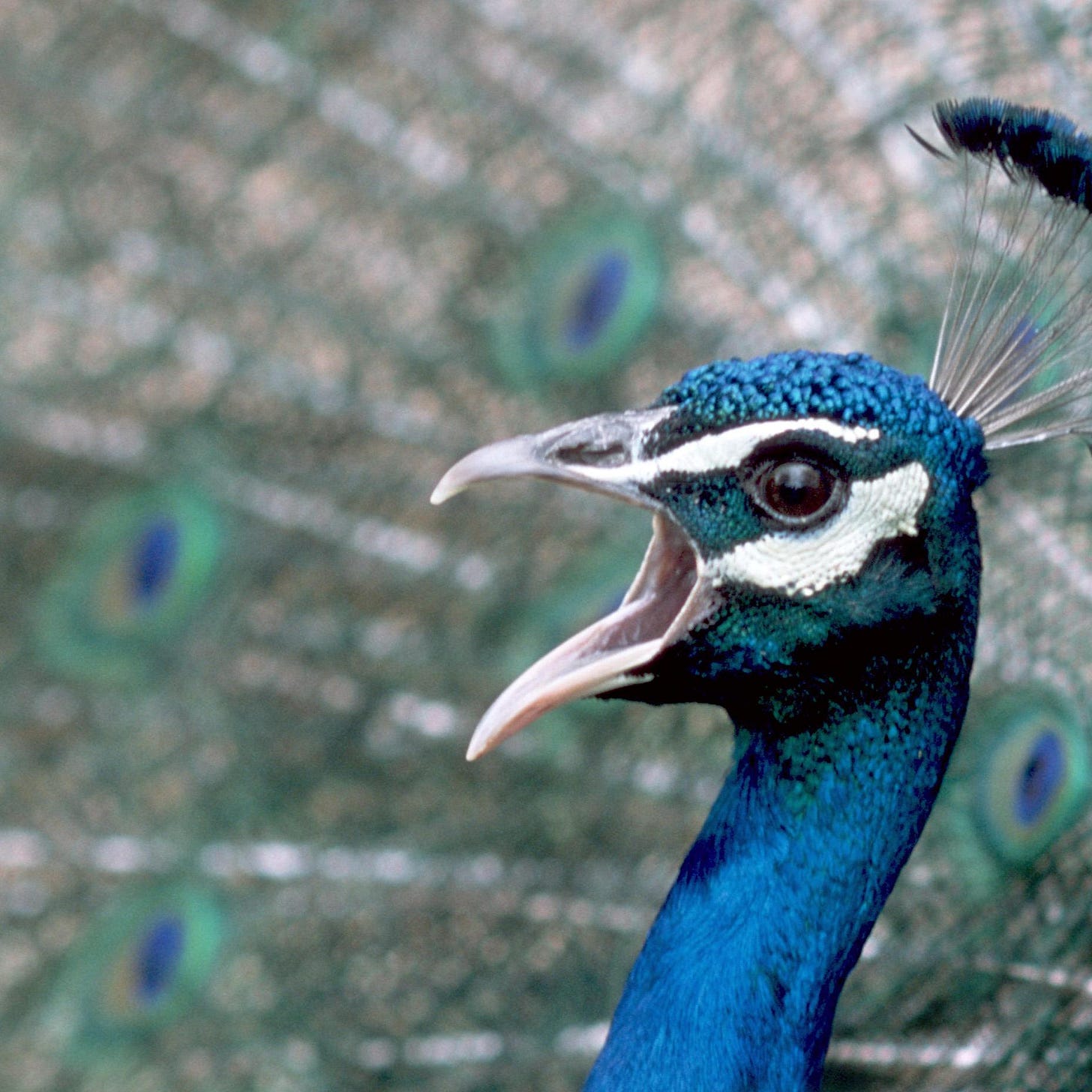 Ad gives clue to killer of Mr Peacock | World | The Times