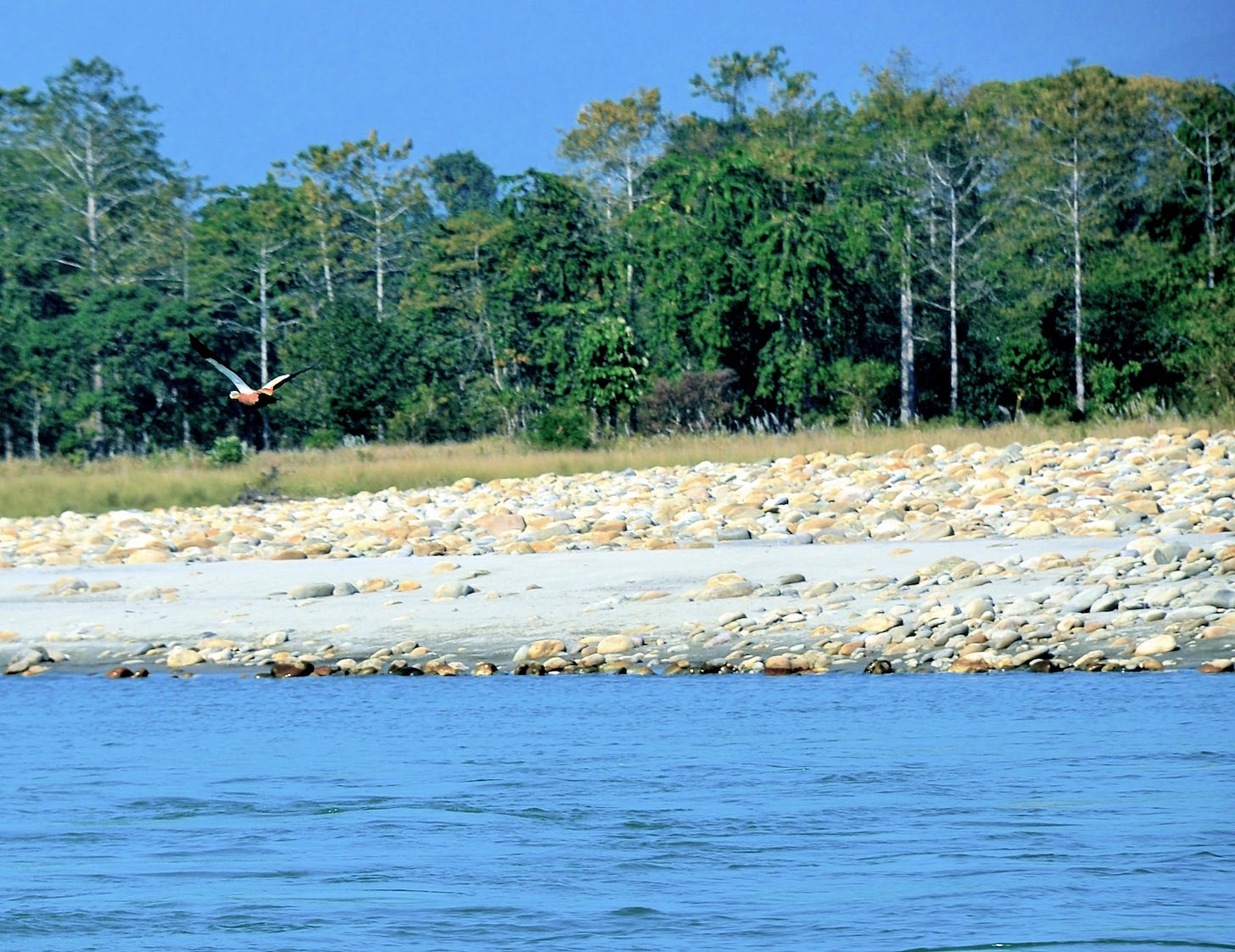 Or in flight with a hawk eye on the water, waiting to dive for the fish... Or in flight with a hawk eye on the water, waiting to dive for the fish...