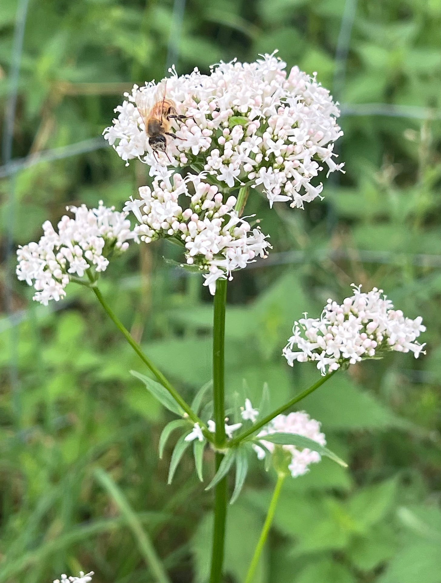 Valeriana officinalis | wild valerian Valeriana officinalis | wild valerian