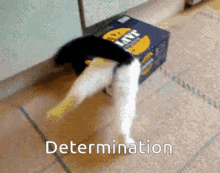 a cat standing next to a box that says determination on it a cat standing next to a box that says determination on it