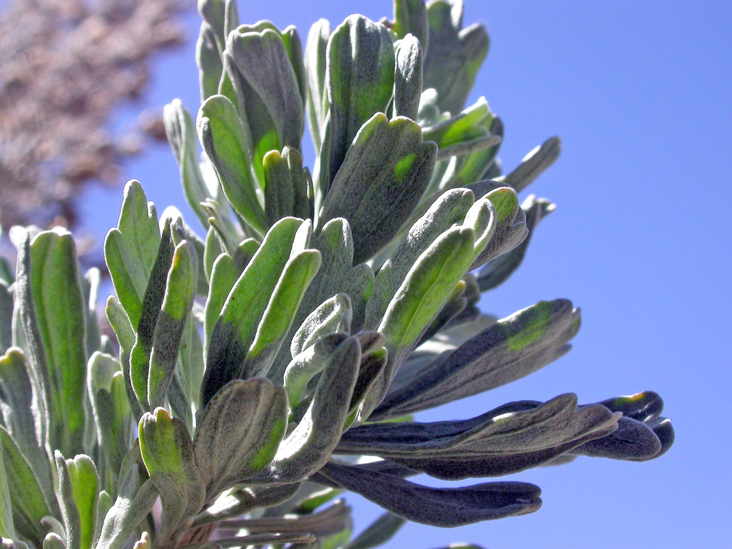 Photo of leaves of Great Basin sagebrush