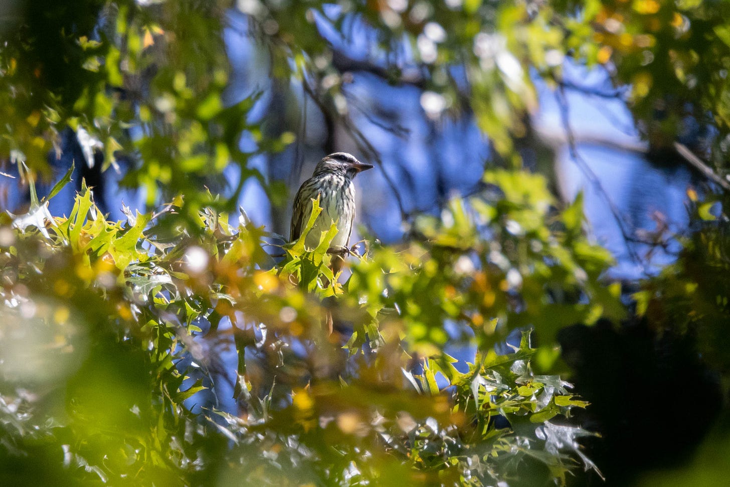 a streaky bird with a dark mask, perching on a branch covered iwth pointy oak leaves. the image is vignetted by dark green, as the photo was taken through a hole in a bush.