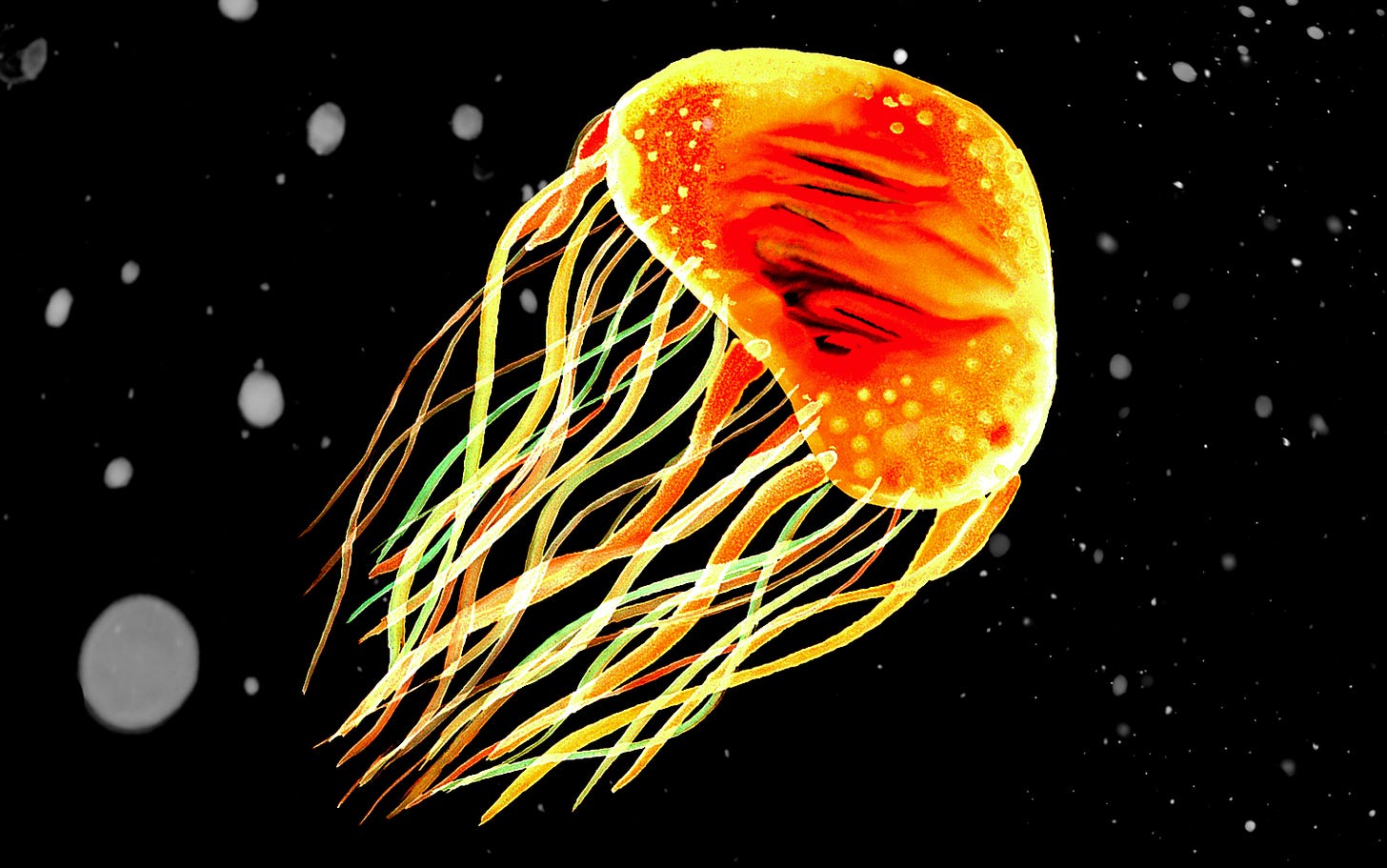 Fire-Belly Jelly