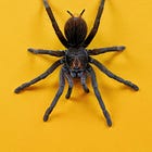 AI: the Anti-Internet