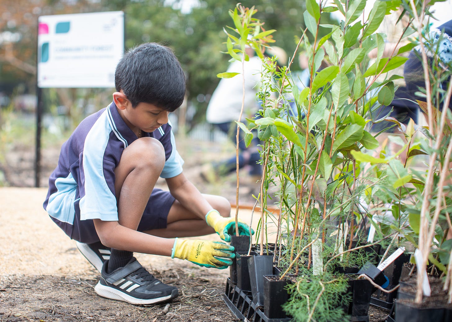 Teralba primary school student choosing seedlings to plant