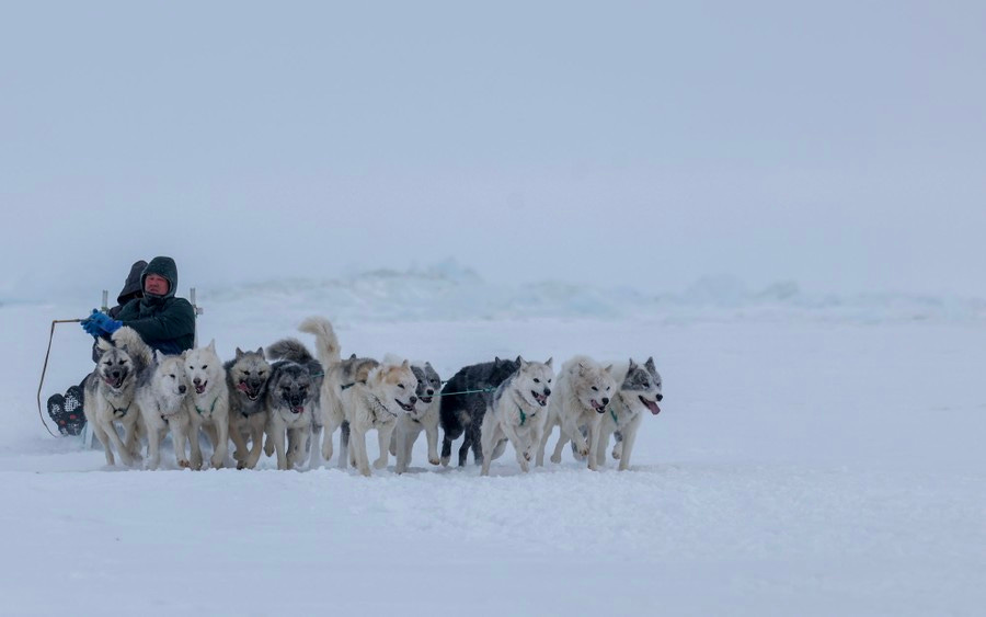 A team of dogs pulls a person on a sled over snow-covered ground. A team of dogs pulls a person on a sled over snow-covered ground.
