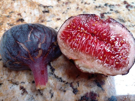 Cherry Cordial Fig