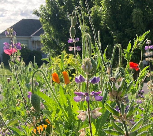 poppies and lupines in a tangle