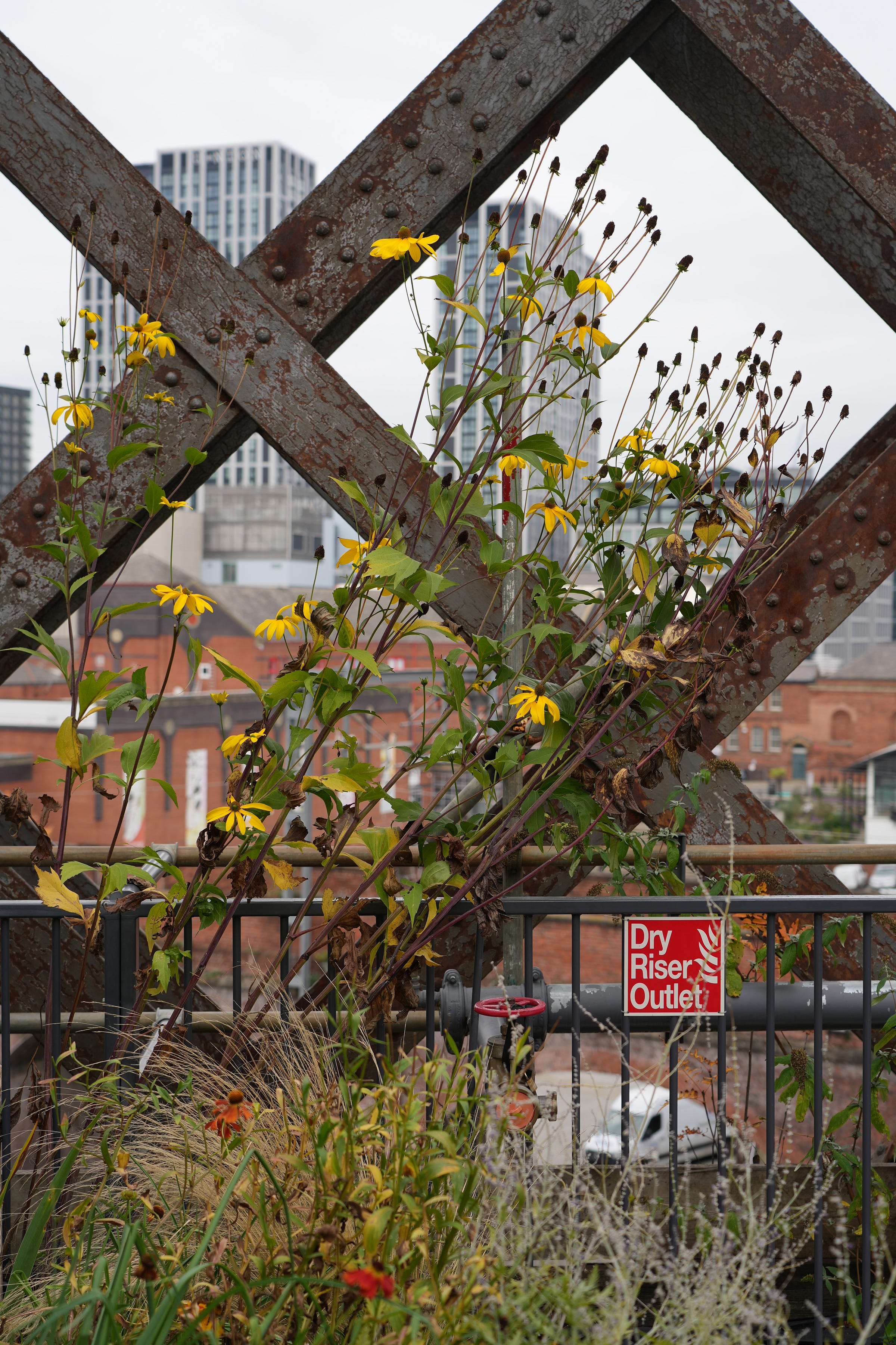 Yellows of Rudbeckia, orange of Helenium and buff of Stipa grass works so well against the industrial steel and rust Castlefield Viaduct garden Yellows of Rudbeckia, orange of Helenium and buff of Stipa grass works so well against the industrial steel and rust Castlefield Viaduct garden