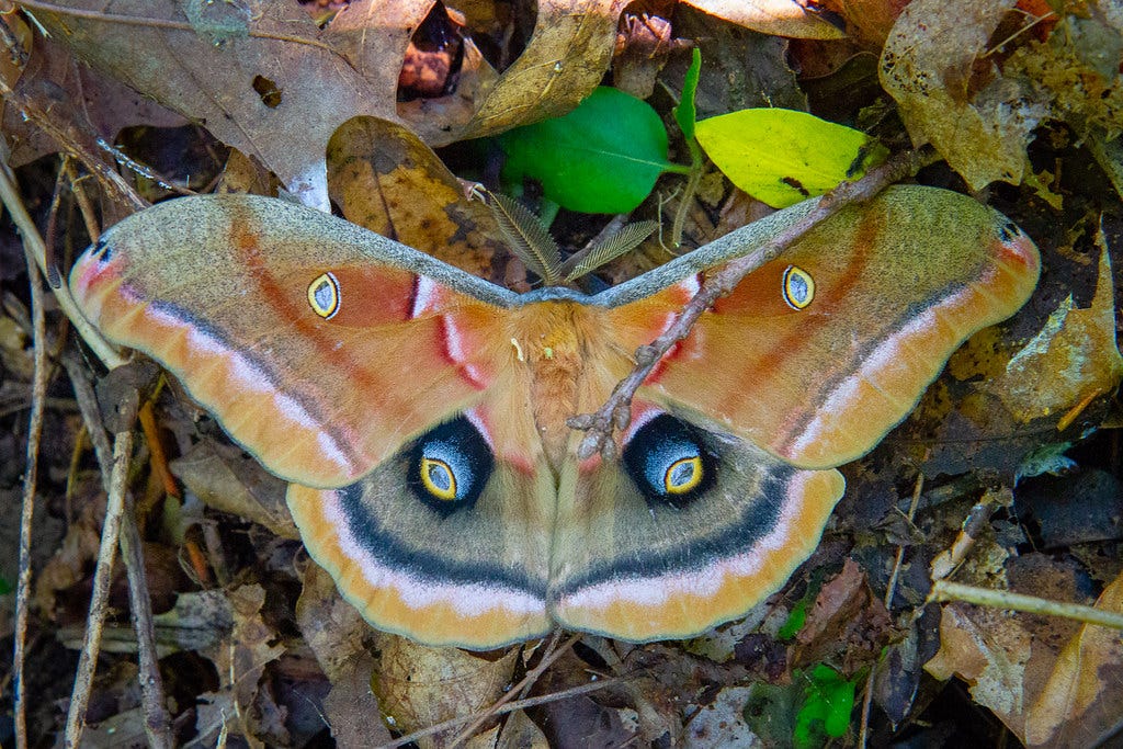 Polyphemus moth (Antheraea polyphemus) | This marvelous crea… | Flickr Polyphemus moth (Antheraea polyphemus) | This marvelous crea… | Flickr