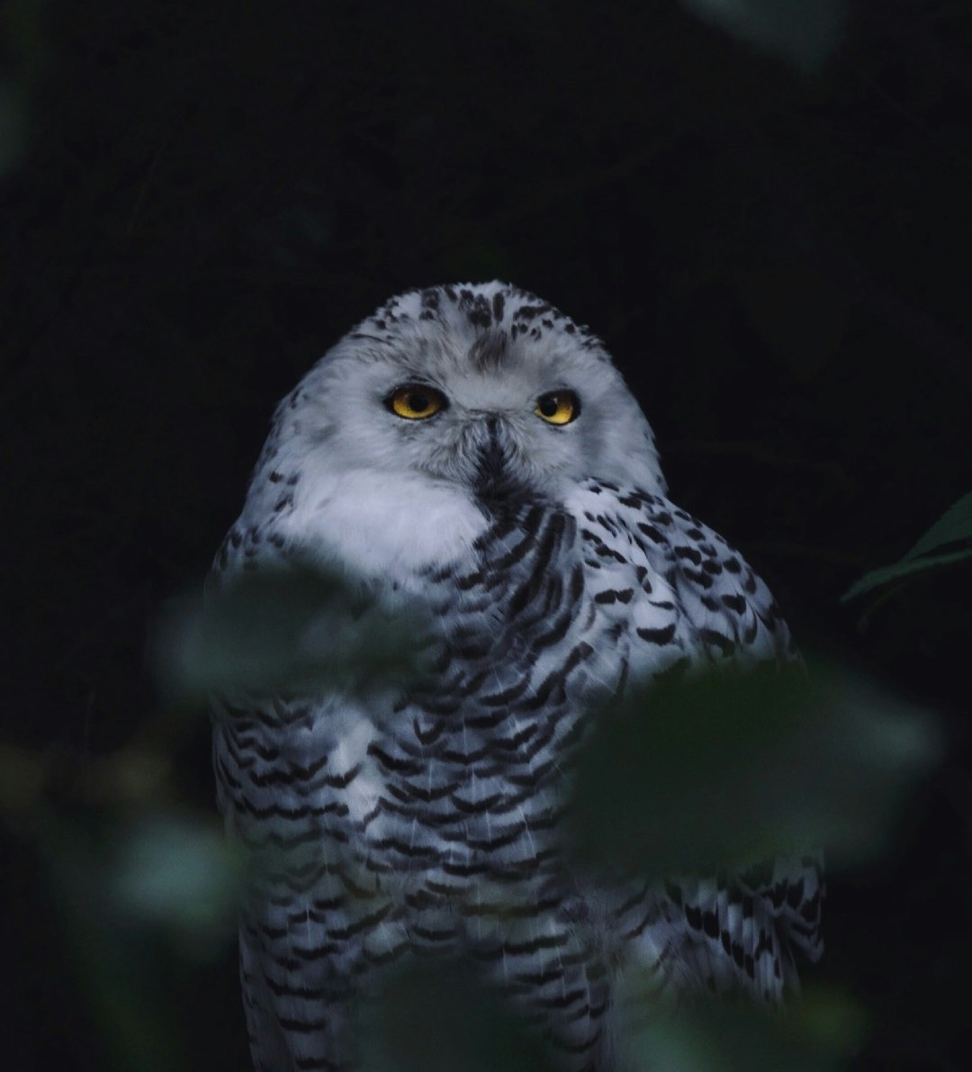gray and white owl on tree
