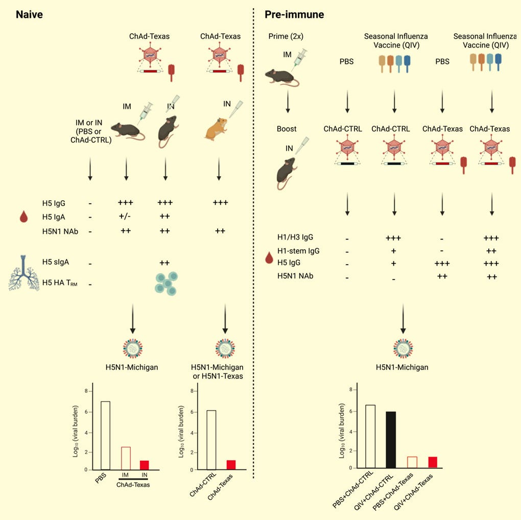A Nasal Vaccine May Stop Bird Flu Before It Becomes the Next Pandemic