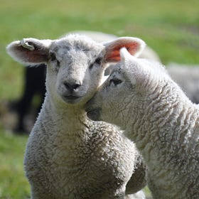 Dolly aveva un giudice, Fable una dogana