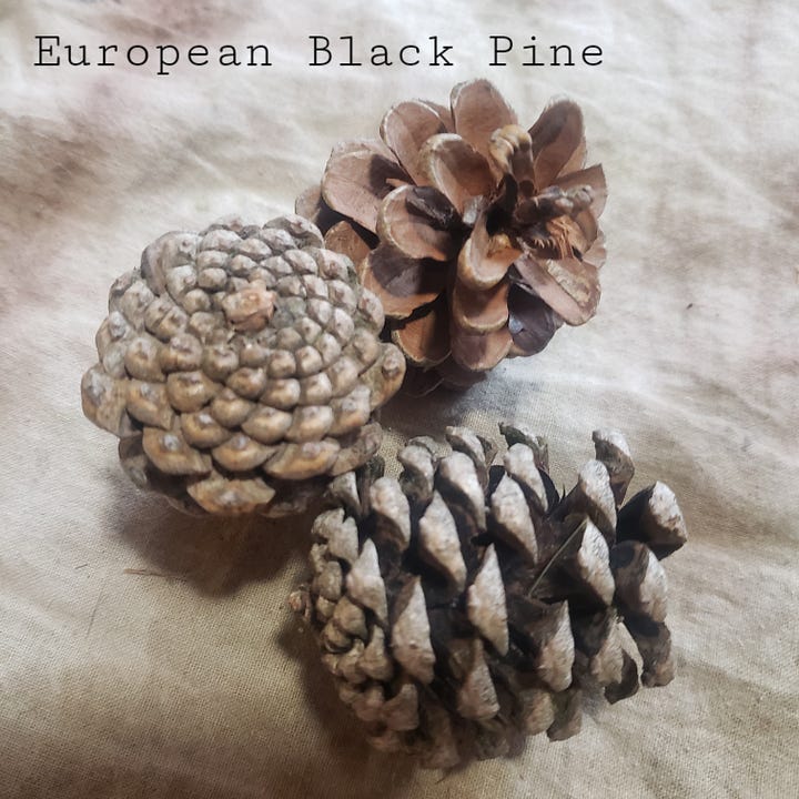photos of different cones, with the names of the trees they came from
