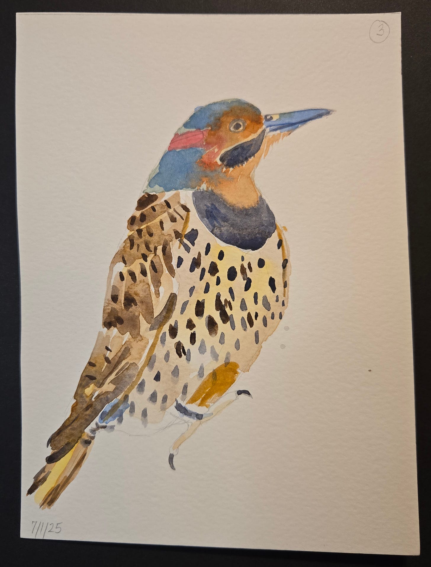 Detailed watercolor of a gilded flicker woodpecker with speckled breast and vivid blue-gray beak, dated July 2025.