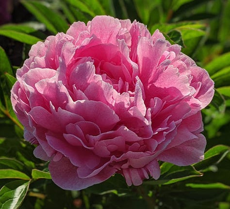 Peony Sara Bernhardt, Peony The Whopper, Peony The Fawn