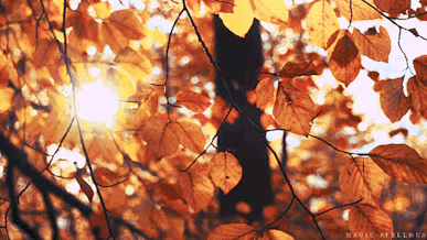 A gif of a tree with a dark trunk and orange leaves, the sun spilling through towards the viewer A gif of a tree with a dark trunk and orange leaves, the sun spilling through towards the viewer