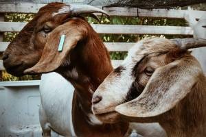 goats goats
