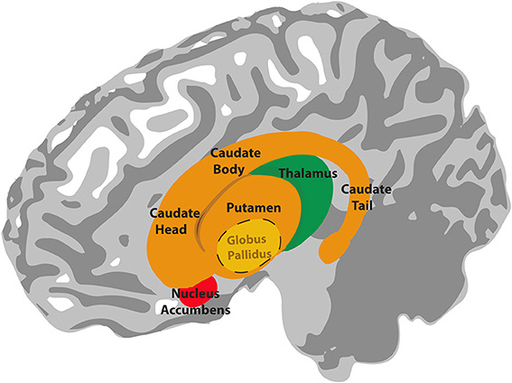 Schematic of basal ganglia overlain on the cerebral cortex