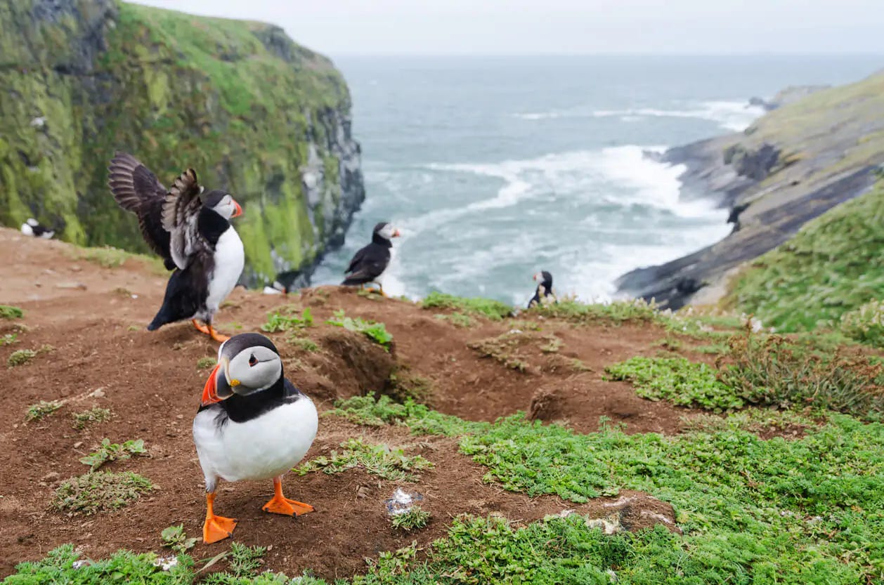 Puffins on Skomer Island, Wales Puffins on Skomer Island, Wales