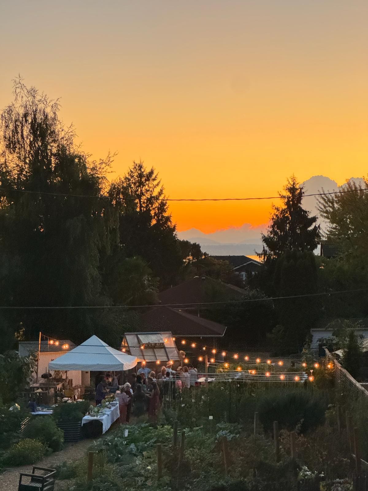 evening in a garden