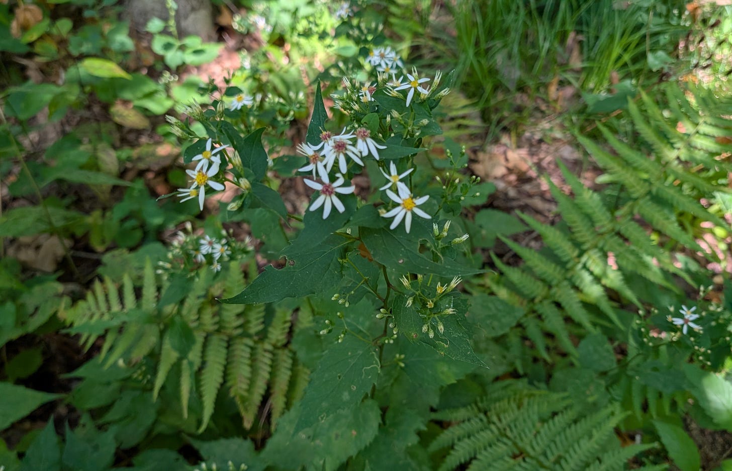 White wood aster is a workhorse plant in dry shade. White wood aster is a workhorse plant in dry shade.