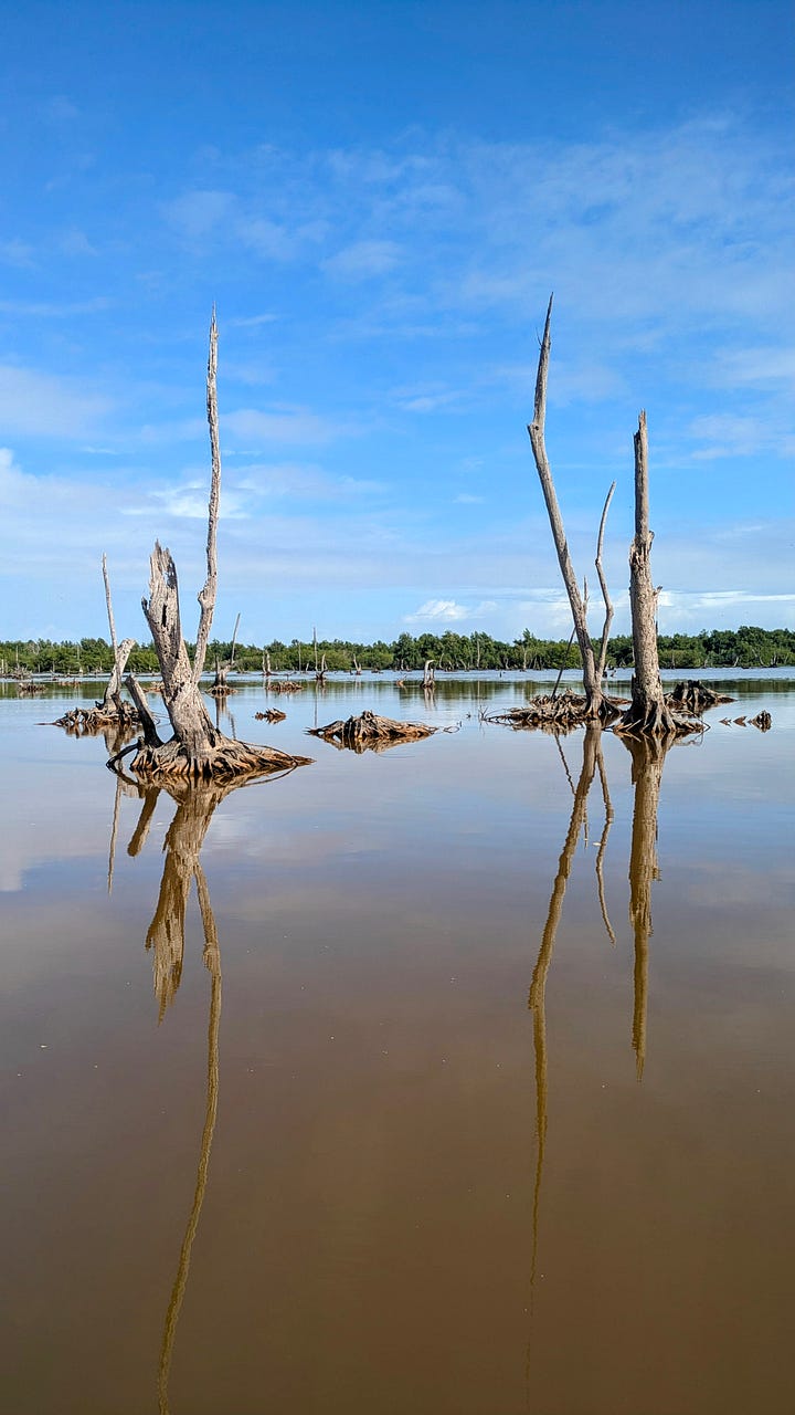 Bigi Pan: a large lagoon brimming with fish and other wildlife (also nutritious mud)