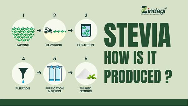 The Making of Pure Zindagi Stevia – A Natural Sugar Substitute