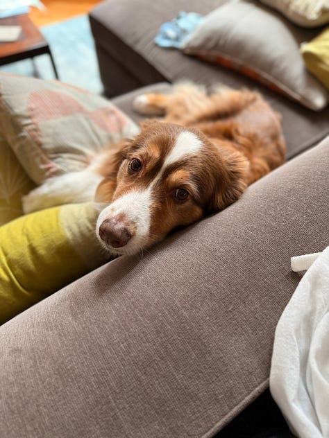 Esme the red tri Australian Shepherd.