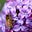 MaryBees's avatar