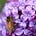 MaryBees's avatar