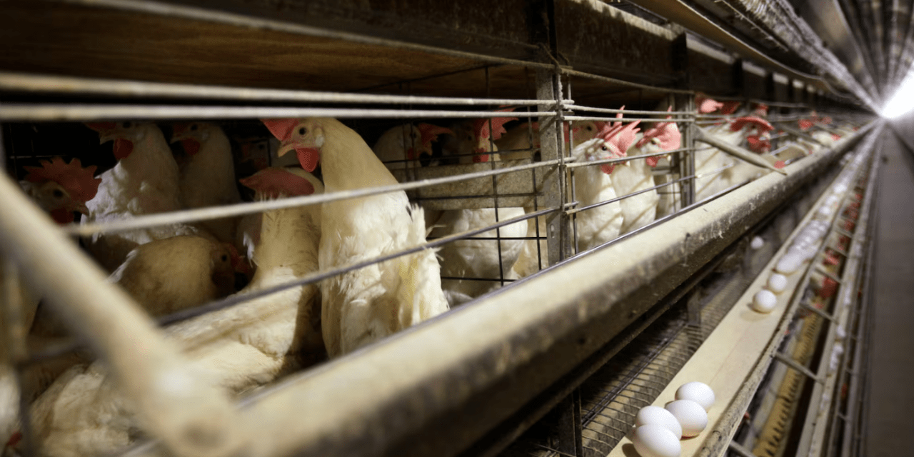 BREAKING – Farmers Must Kill 4.2 Million Chickens After Bird Flu Hits Iowa Egg Farm BREAKING – Farmers Must Kill 4.2 Million Chickens After Bird Flu Hits Iowa Egg Farm